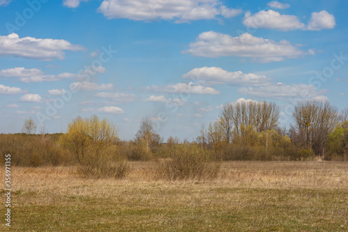 Spring landscape with view meadow with dry yellowed grass, forest and blue sky with clouds on a sunny day.
