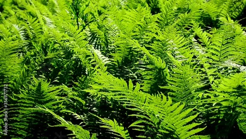 Fern leaves sway in the wind. Background, texture