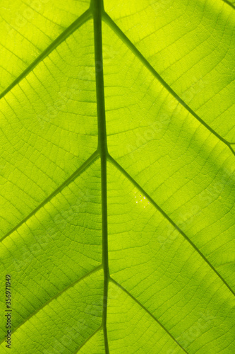 Banana green leaf close up background.