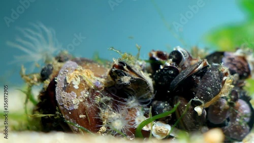 bivalve mollusc Mytilaster lineatus colony filter water stream to catch food in saltwater marine biotope aqua of a Black Sea littoral zone, shells covered with pink sponges and some sea anemones photo