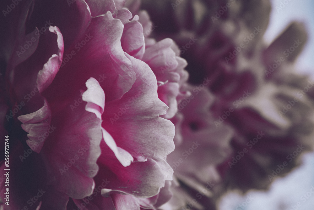 Fototapeta Pink petals of a blooming peony close-up. The flower Bud