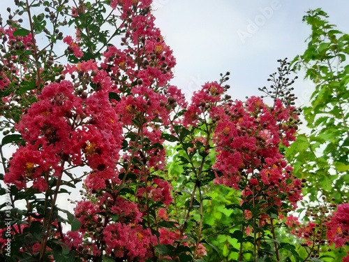 Crepe-myrtle. Crape Flower. Common Crape Myrtle. Indian lilac. Chinese Crape Myrtle. Pink flowers. © PANTITA