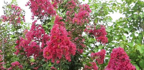 Crepe-myrtle. Crape Flower. Common Crape Myrtle. Indian lilac. Chinese Crape Myrtle. Pink flowers.