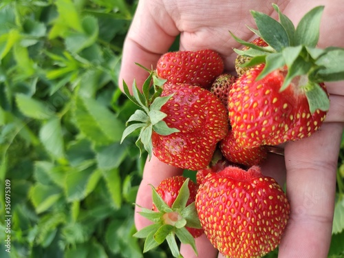 strawberries in the hands