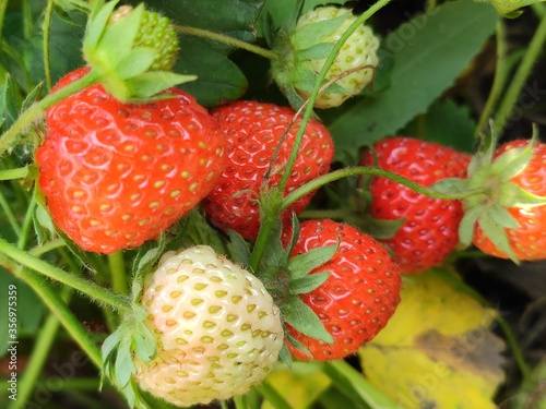 fresh strawberries in the garden