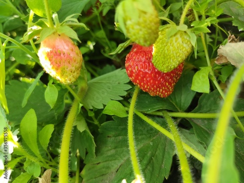 strawberries in the garden
