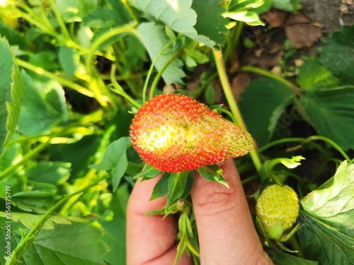 strawberry in the hand