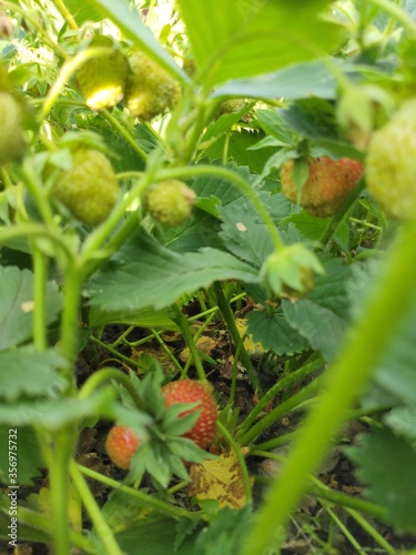 green tomatoes in a garden