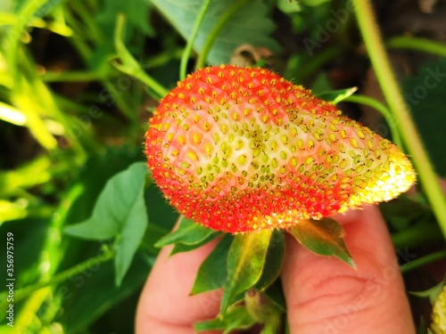 flower in hand