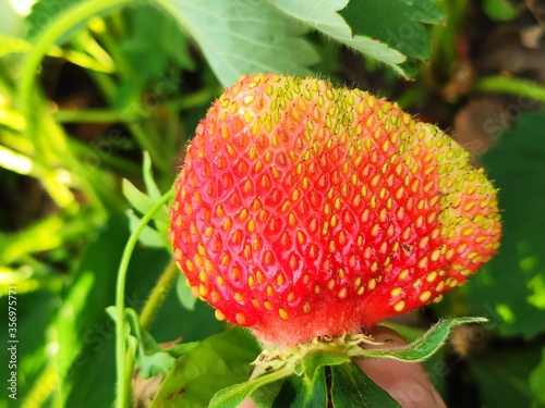 red and yellow flower