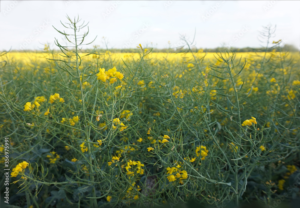 The flowers of the rape plant, from which ecological fuel is produced.