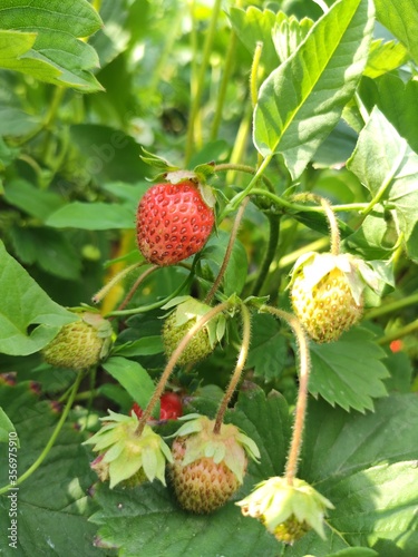 wild strawberry fruit