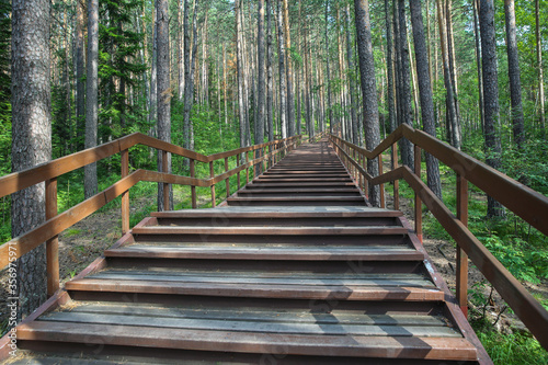  A huge wooden staircase in the reserve  leading to the top of a forest hill.