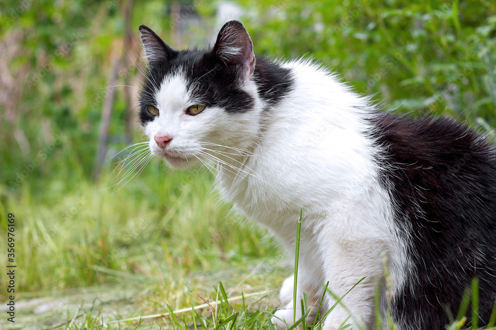 A beautiful black and white cat sits in the garden among the grass and carefully looks to the side. A beautiful black and white cat sits in the garden among the grass and carefully looks to the side.