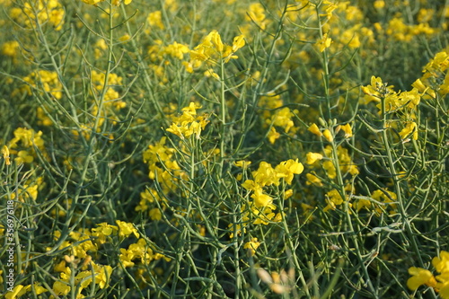 The flowers of the rape plant, from which ecological fuel is produced.