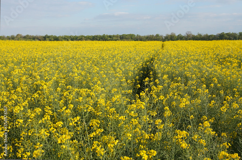 Field on which rape grows and blooms. The plant from which environmental fuels are derived. © ReitNN