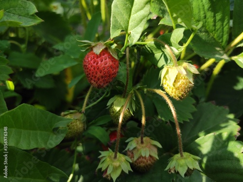 wild strawberry bush