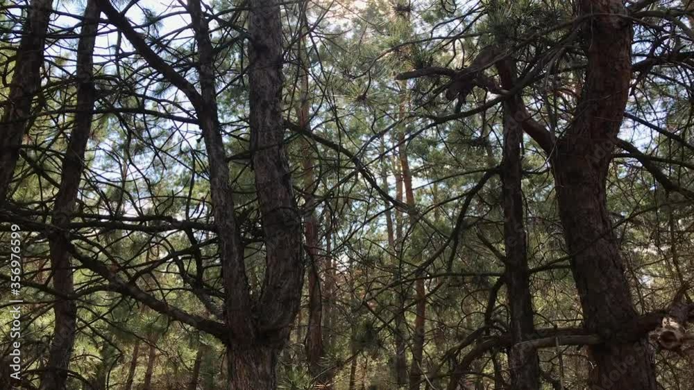 Coniferous forest in the spring. Sun rays through the pine trees Coniferous forest in the spring. Sun rays through the pine trees