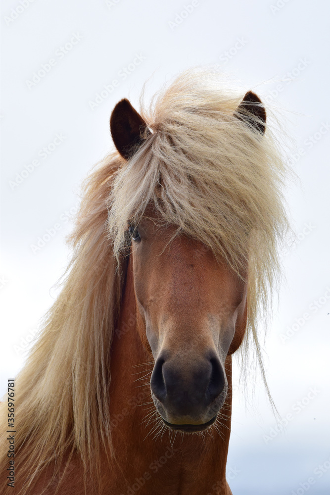 Obraz Portrait of a beautiful Icelandic stallion, flaxen chestnut.