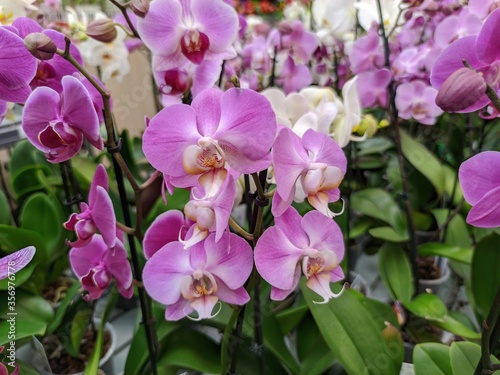 Phalaenopsis is a Genus of epiphytic herbaceous plants in the family Orchidaceae from Southeast Asia  the Philippines  and northeastern Australia.