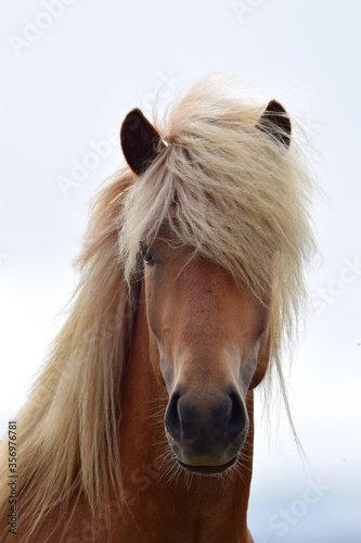 Portrait of a beautiful Icelandic stallion, flaxen chestnut.