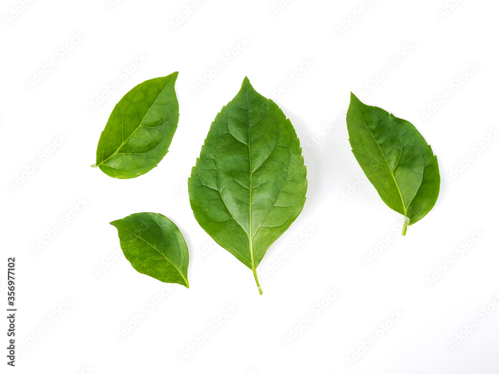 Fototapeta premium green leaf plant isolated on white background.