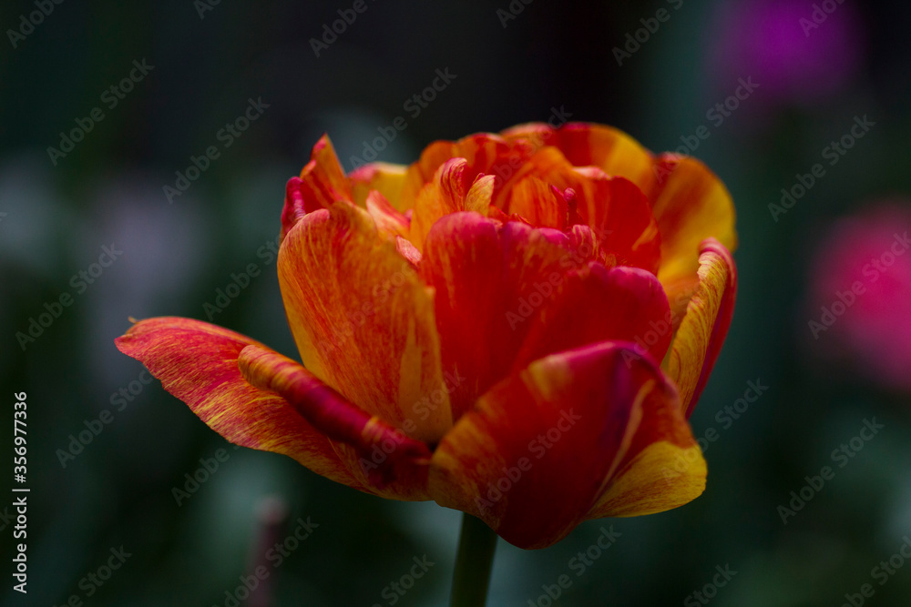 Lush orange-yellow tulip blooms in the garden Lush orange-yellow tulip blooms in the garden