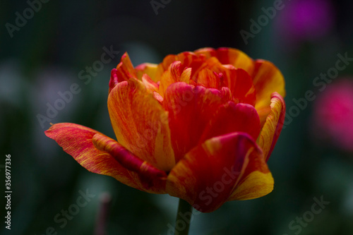 Lush orange-yellow tulip blooms in the garden