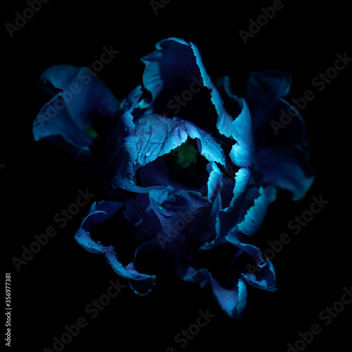 Tulip flower with water drops under Ultraviolet light on a dark background. UV, fluorescent.