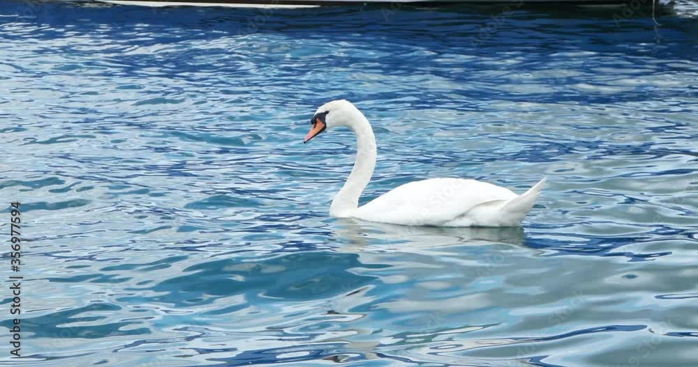 Beautiful white Swan on the Limmat river in Zurich Switzerland swimming alone sunny summer day Beautiful white Swan on the Limmat river in Zurich Switzerland swimming alone sunny summer day