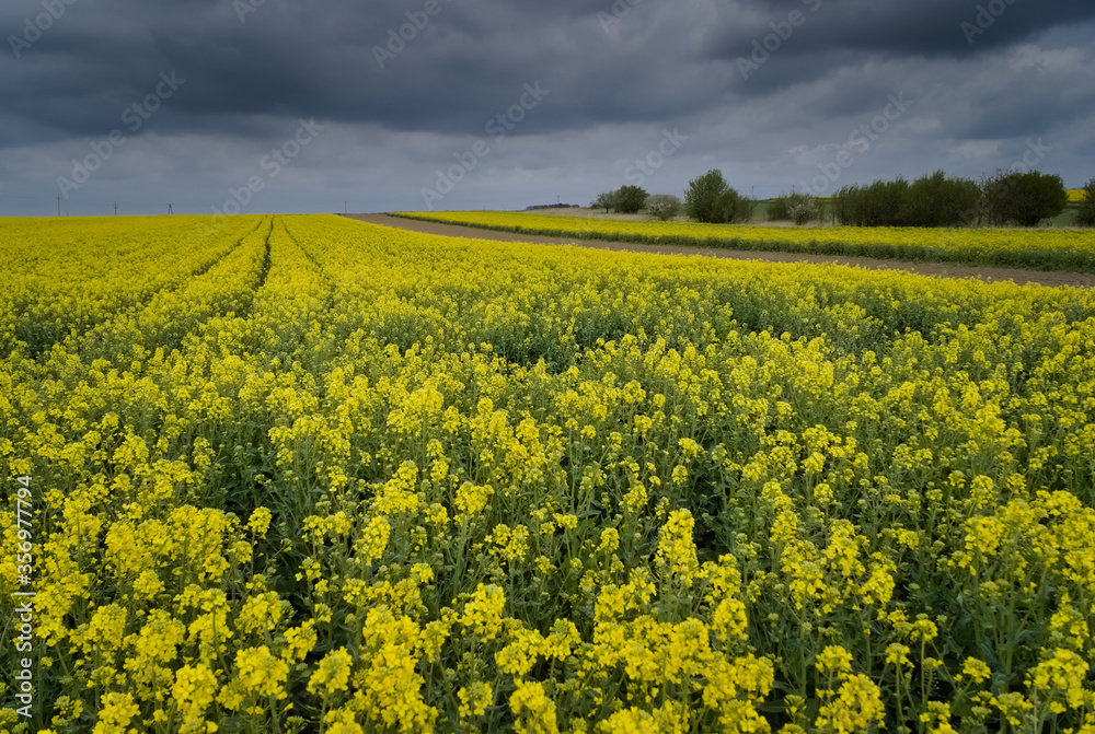 Obraz premium Yellow rapeseed field. Canola bloming. 