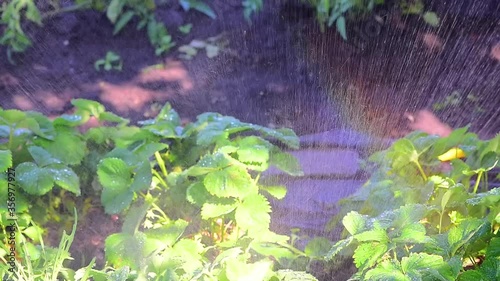 watering strawberry bushes with water, drops of water run down the green leaves, the effect of a rainbow when watering the garden. home farm, strawberry patch. macro shooting