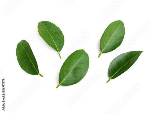 Fresh green lime leaves lemon leaf isolated on white background.