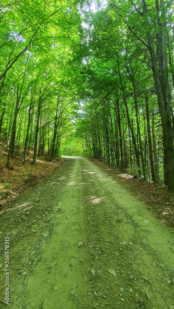 Fototapeta premium road in the forest