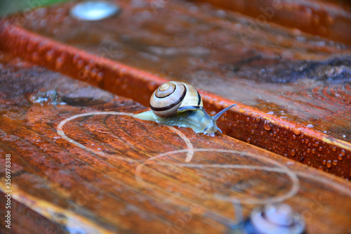 Snail crawling on a wooden bench wet after rain