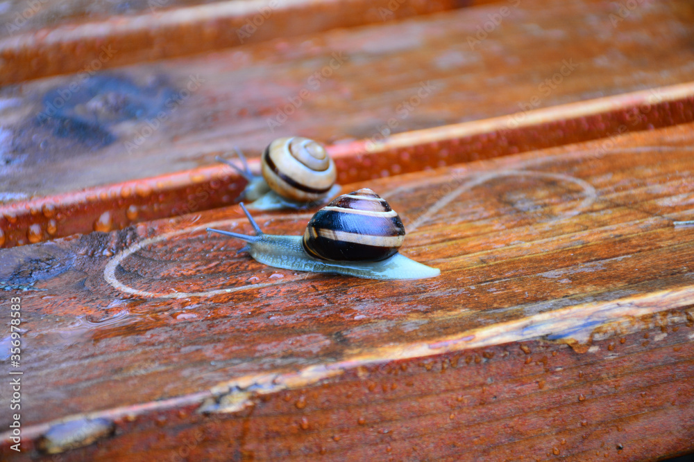 Snail crawling on a wooden bench wet after rain Snail crawling on a wooden bench wet after rain