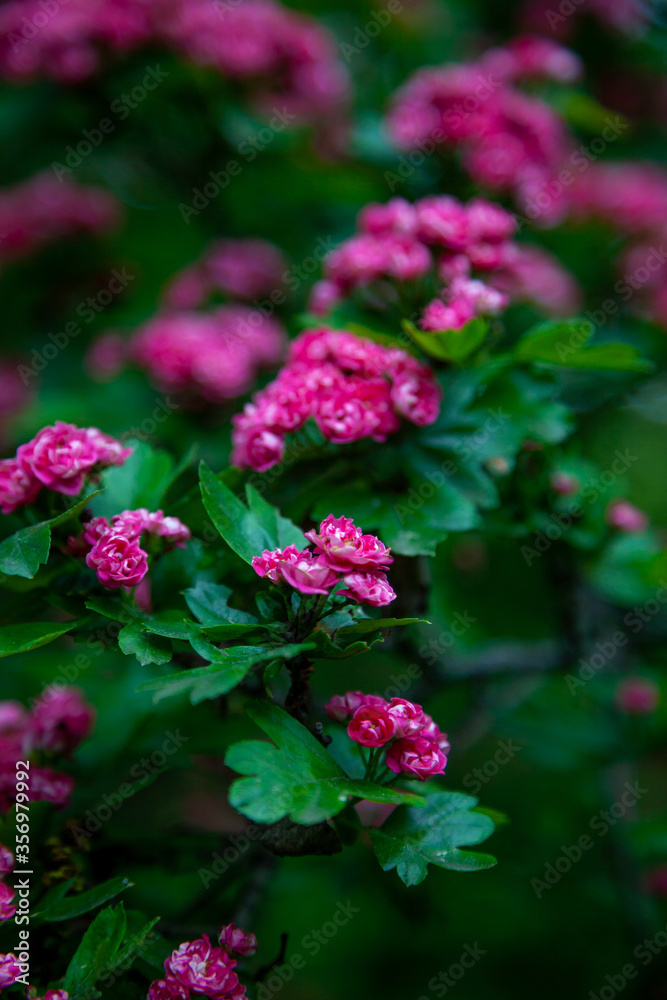 Hawthorn medicinal plant. Pink flowers on a flowering branch. Beautiful flower. Natural background. Hawthorn medicinal plant. Pink flowers on a flowering branch. Beautiful flower. Natural background.