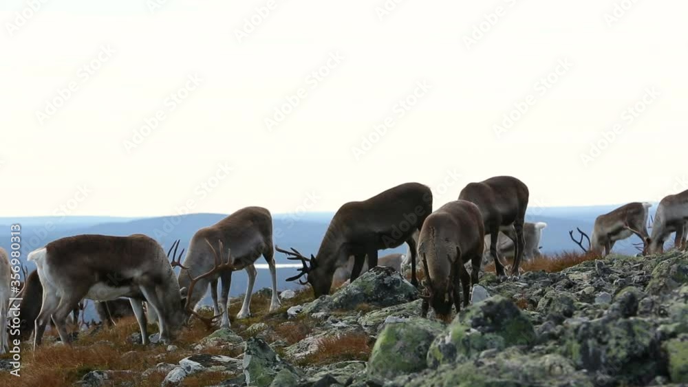 Reindeers in Pallas Yllastunturi National Park, Finland Reindeers in Pallas Yllastunturi National Park, Finland