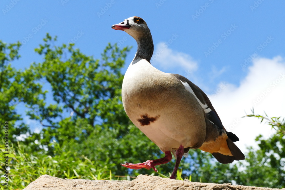 low angle view of a marching goose against blue sky low angle view of a marching goose against blue sky