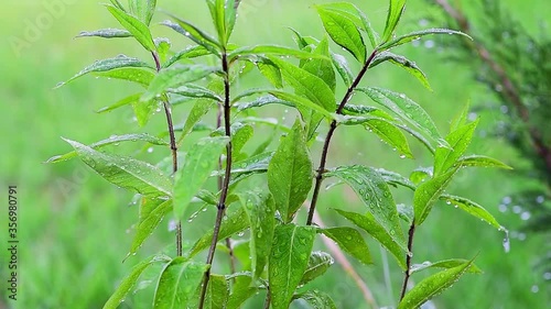 drops of water run down on green plants when it rains, plants move in the wind on a green background, macro shooting of leaves and dew drops