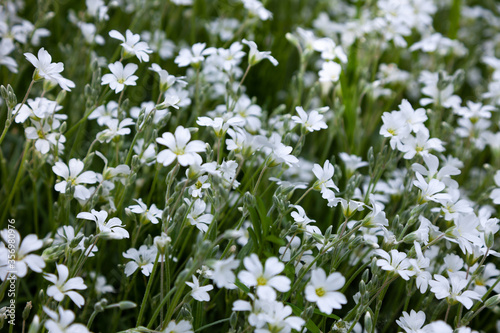 Background from white flowers. Stubble is a genus of herbaceous plants in the clove family. Bush in the garden. Little white flower background.