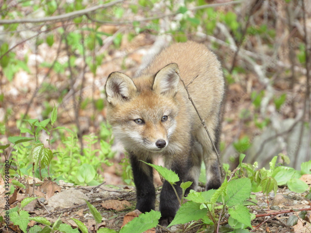 Naklejka premium Young red fox looking at something in the forest in springtime