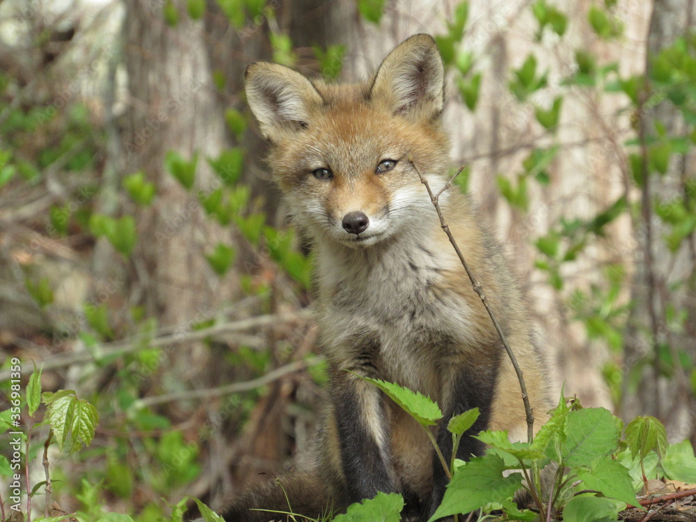 Young red fox looking towards the camera in the woods during spring Young red fox looking towards the camera in the woods during spring