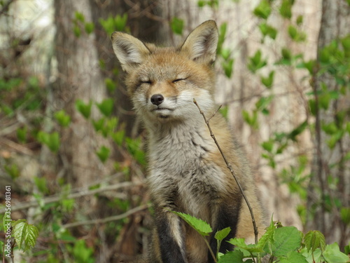 Young red fox sniffing the air with it's eyes closed © Isabel