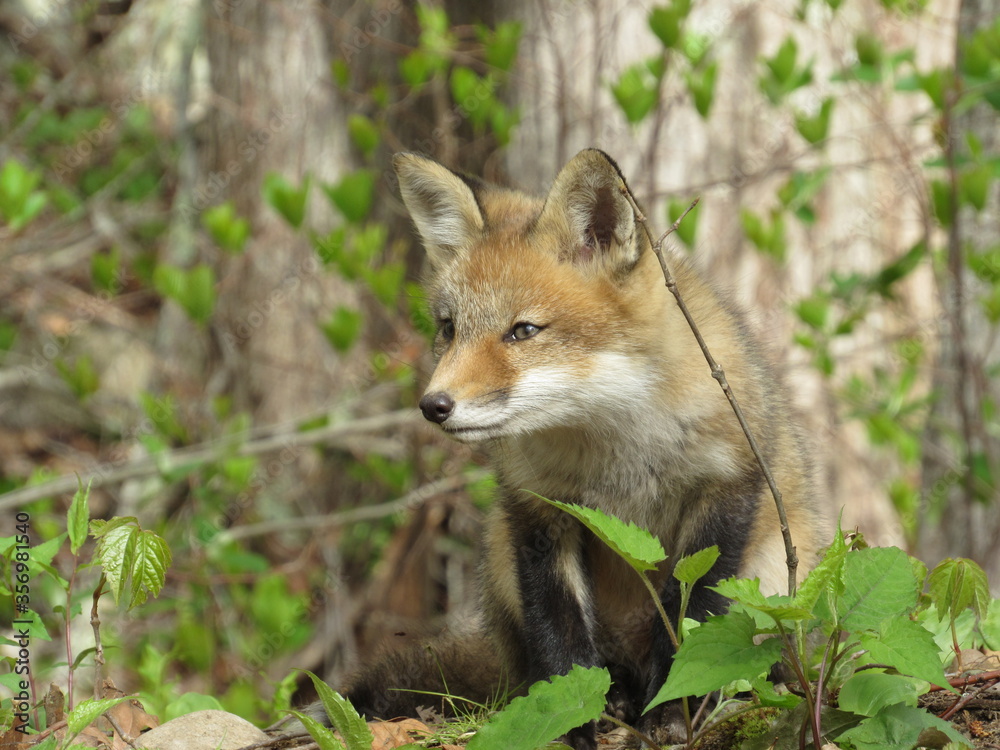 Young red fox looking at something in the forest in springtime Young red fox looking at something in the forest in springtime