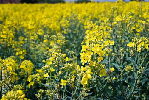 Yellow rapeseed field. Canola bloming. 