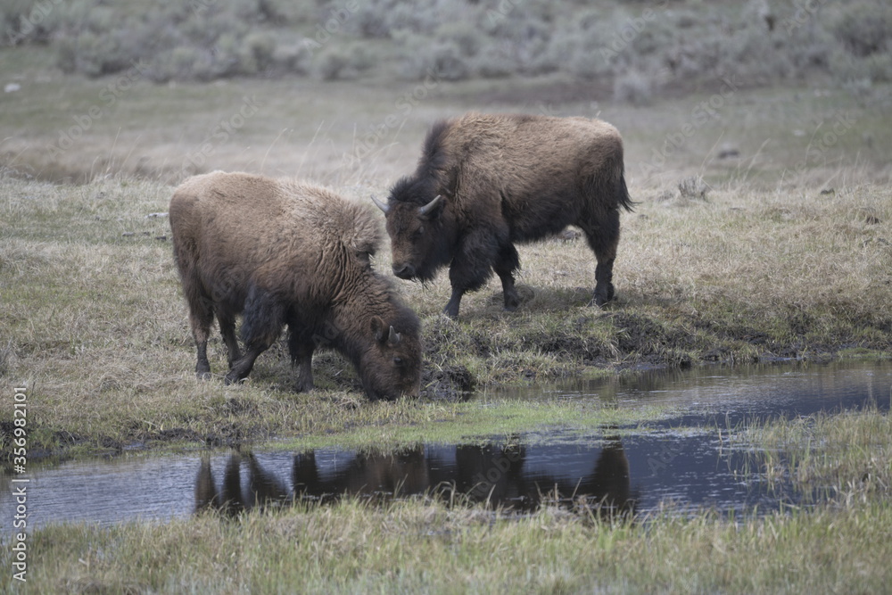 Bison Bison