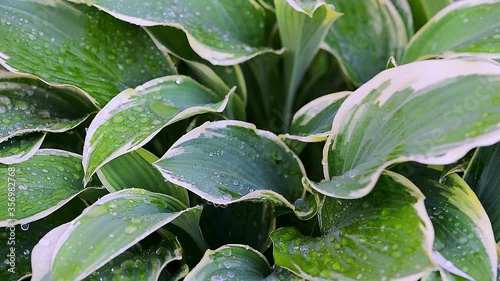 drops of water run down on green plants when it rains, plants move in the wind on a green background, macro shooting of leaves and dew drops