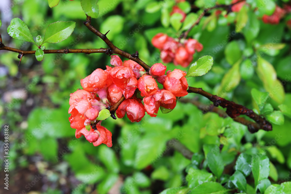 Fototapeta premium quince flowers in the garden