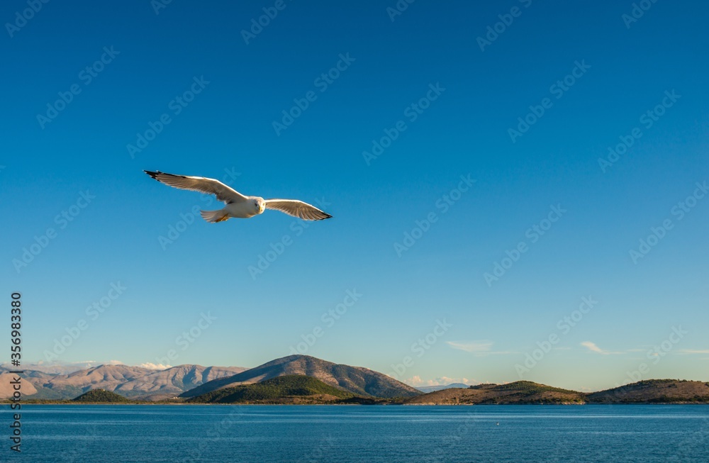 Seagulls flying above Ionian sea.